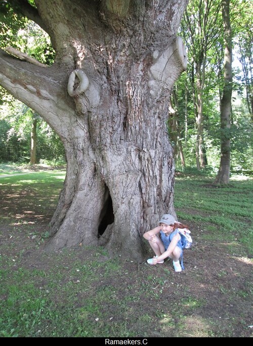 Un arbre de la forêt pour mille défis...