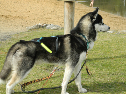 Indian des chiens des glaces