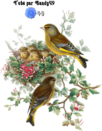 Mes tubes Animaux.. Oiseaux