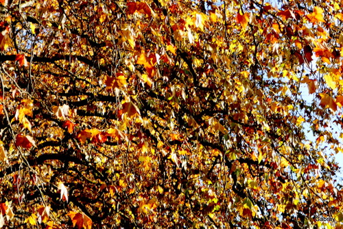 Canal du Midi : feuilles des platanes 