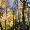 Dans le Bois de las Artigue