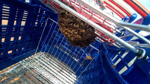 Essaim d abeilles en course à carrefour !!