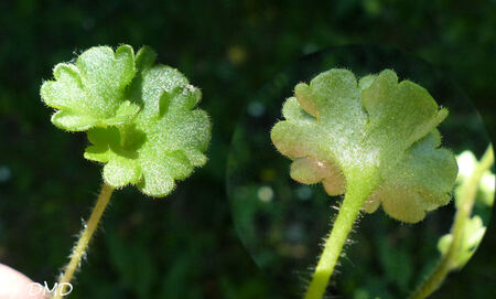 Saxifraga granulata  -  saxifrage granulé