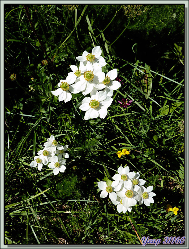 Anémone à fleurs de narcisse (Anemone narcissifolia) - Etangs Liat - Canejan - Val d'Aran - Espagne  (Flore) 