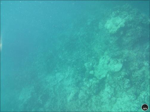 La plongée à l'île Maurice