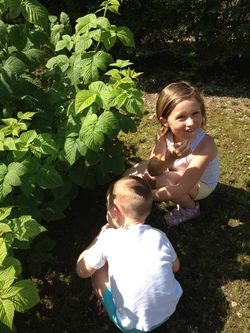 A la recherche des framboises