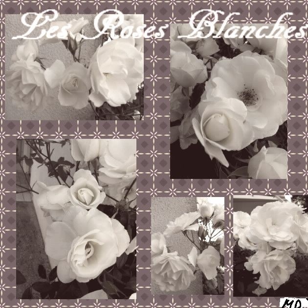Blog de mimipalitaf : mimimickeydumont : mes mandalas au compas, et voici des roses blanches de ce matin,