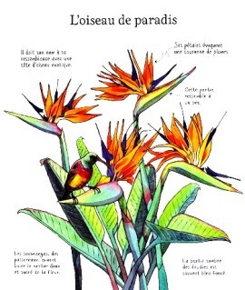 Fleurs-a-colorier-2.JPG