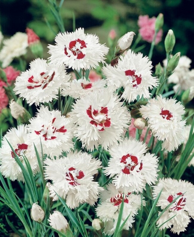10 Images de fleurs