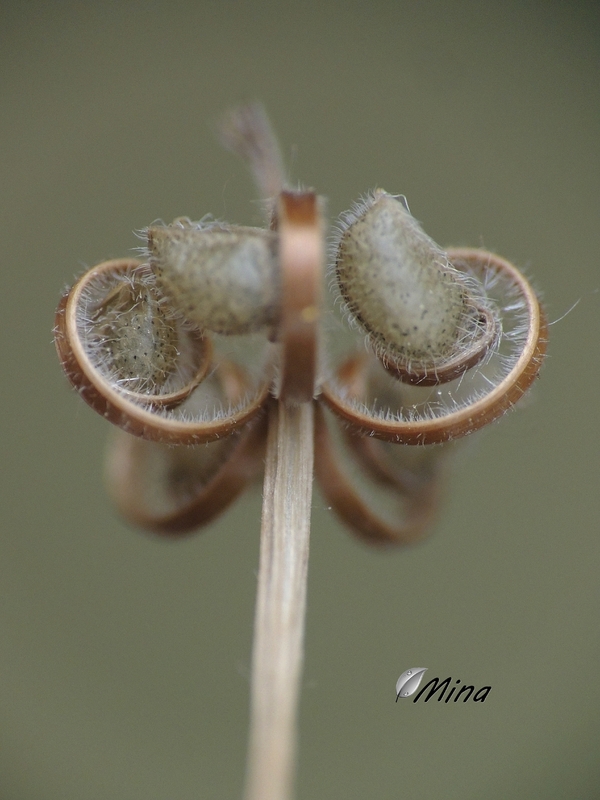 Curiositées de la nature...