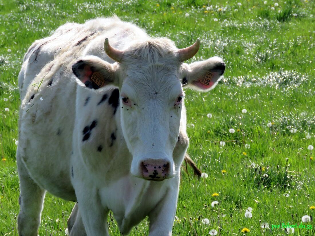 des vaches curieuses !