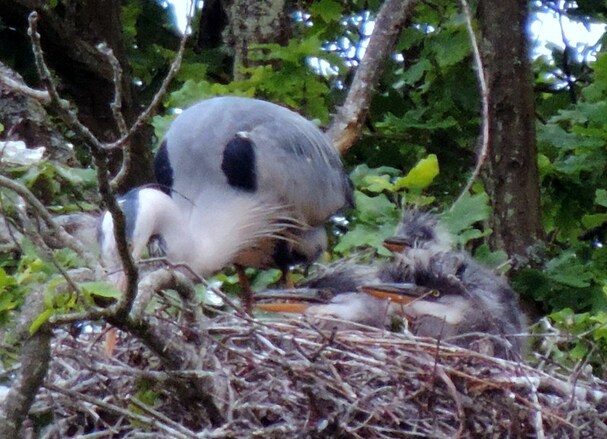 Oiseaux sauvages : nouvelles générations...