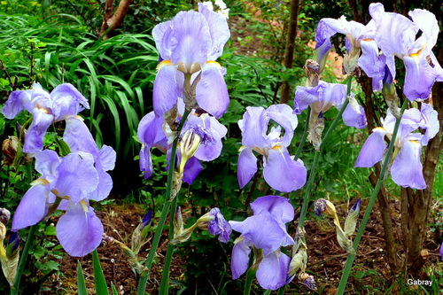 Des iris dans mon jardin