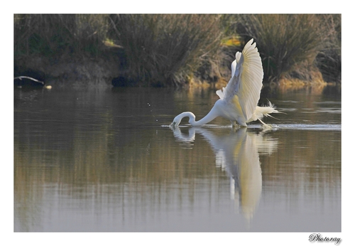 Grande Aigrette