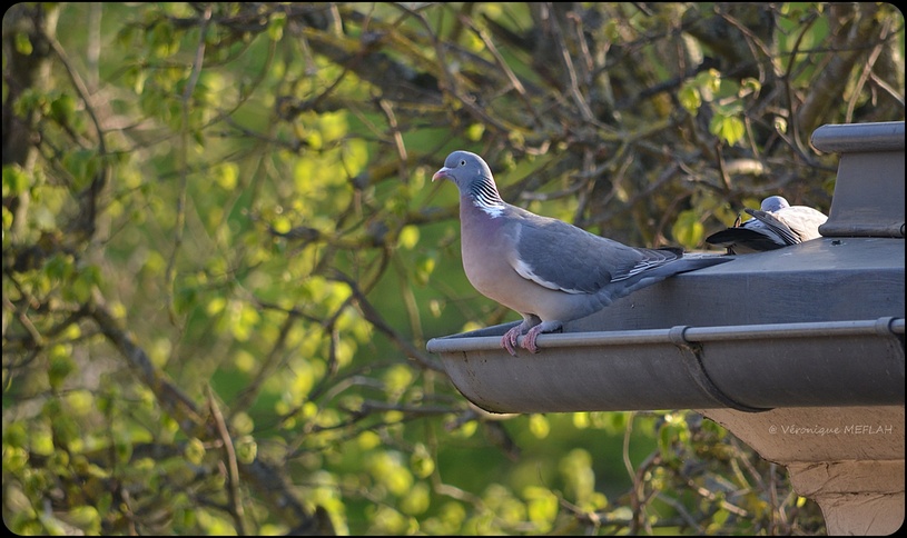 Rambouillet : Pigeon ramier ou palombe