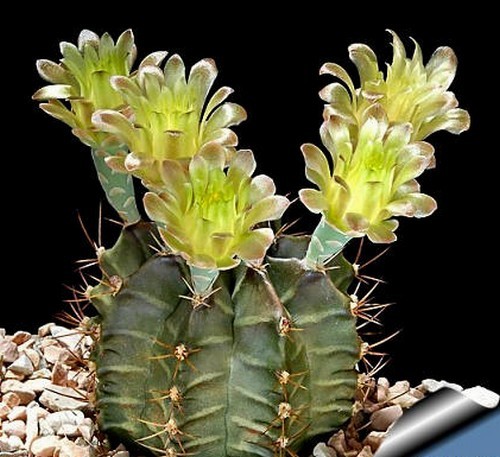 Gymnocalycium mihanovichi andrea