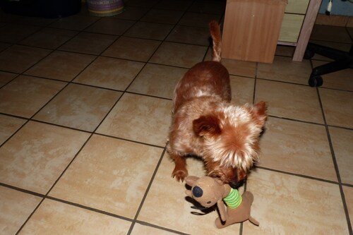 Woopy et son jouet