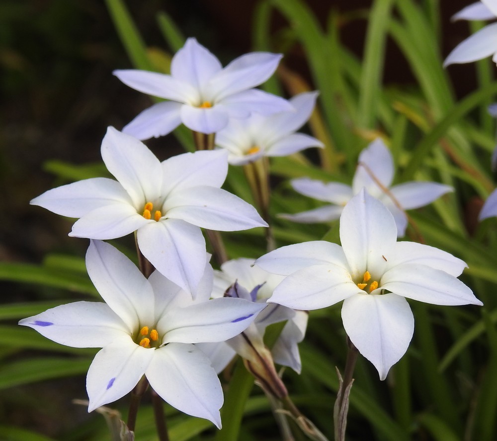 Petites fleurs de mars 2019...