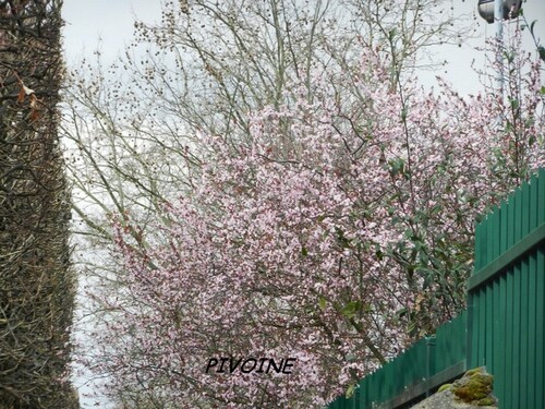 LE PRINTEMPS EN ROSE ET BLANC