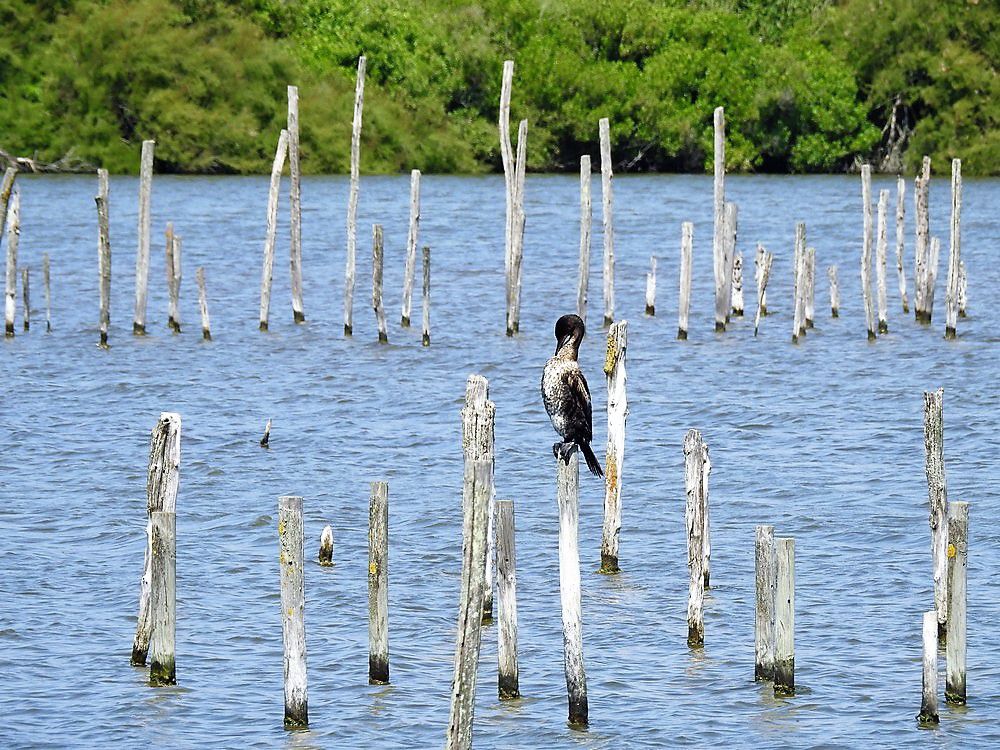 Un cormoran solitaire au Teich...