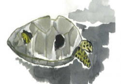 Lizie et la carapace multicolore suite