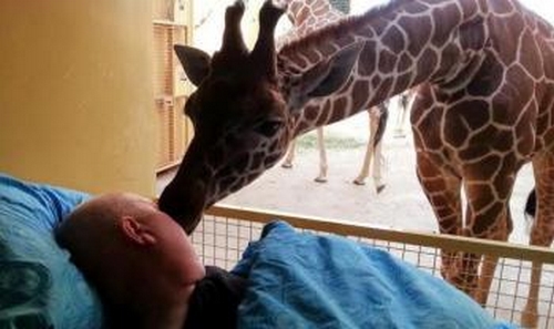 Les adieux émouvants d’une girafe à son gardien mourant