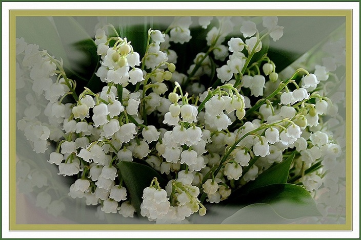 muguet