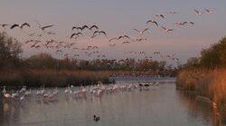 Les flamants roses en Camargue