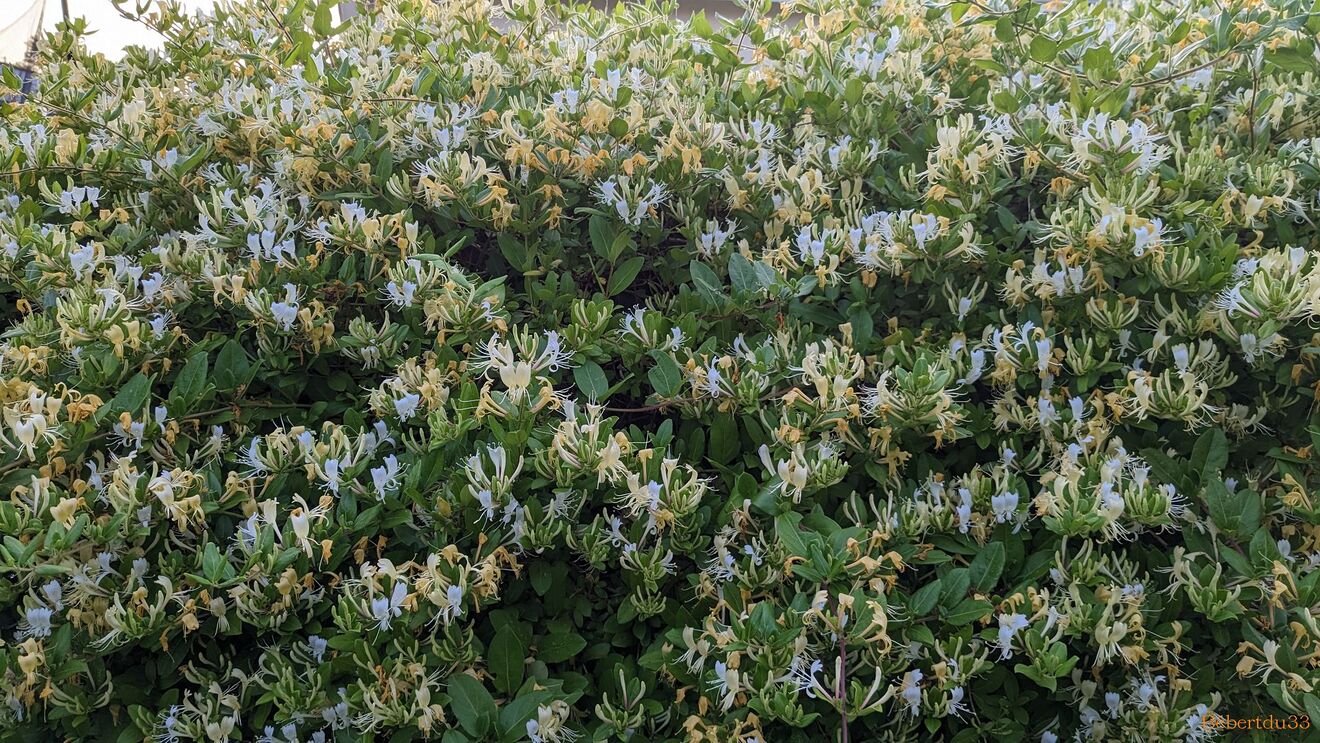 Nos fleurs du jardin 