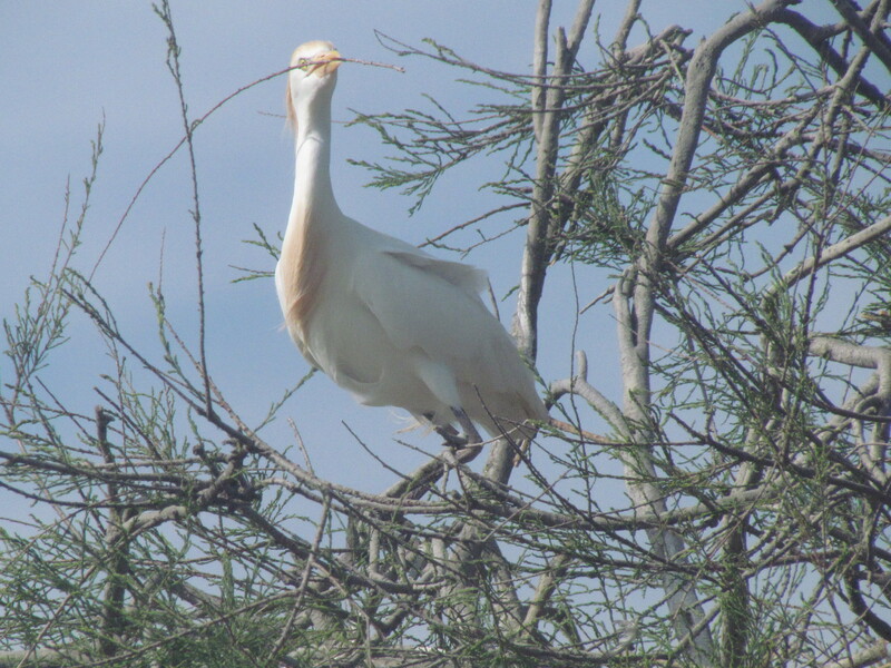 LE PARC ORNITHOLOGIQUE DE PONT DE GAU . SAINTES-MARIE-DE-LA -MER .  Première partie .