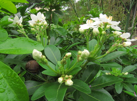 Aux quatre coins du jardin