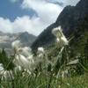 Linaigrette à feuilles étroites