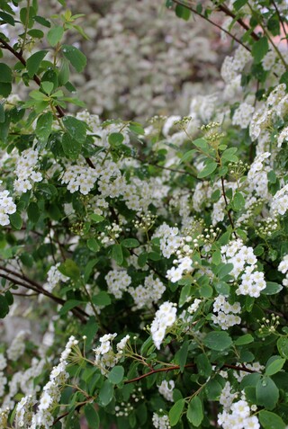 spirée vanhouttei + pittosporum tenuifolium Saundersii