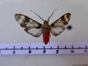 Heliura