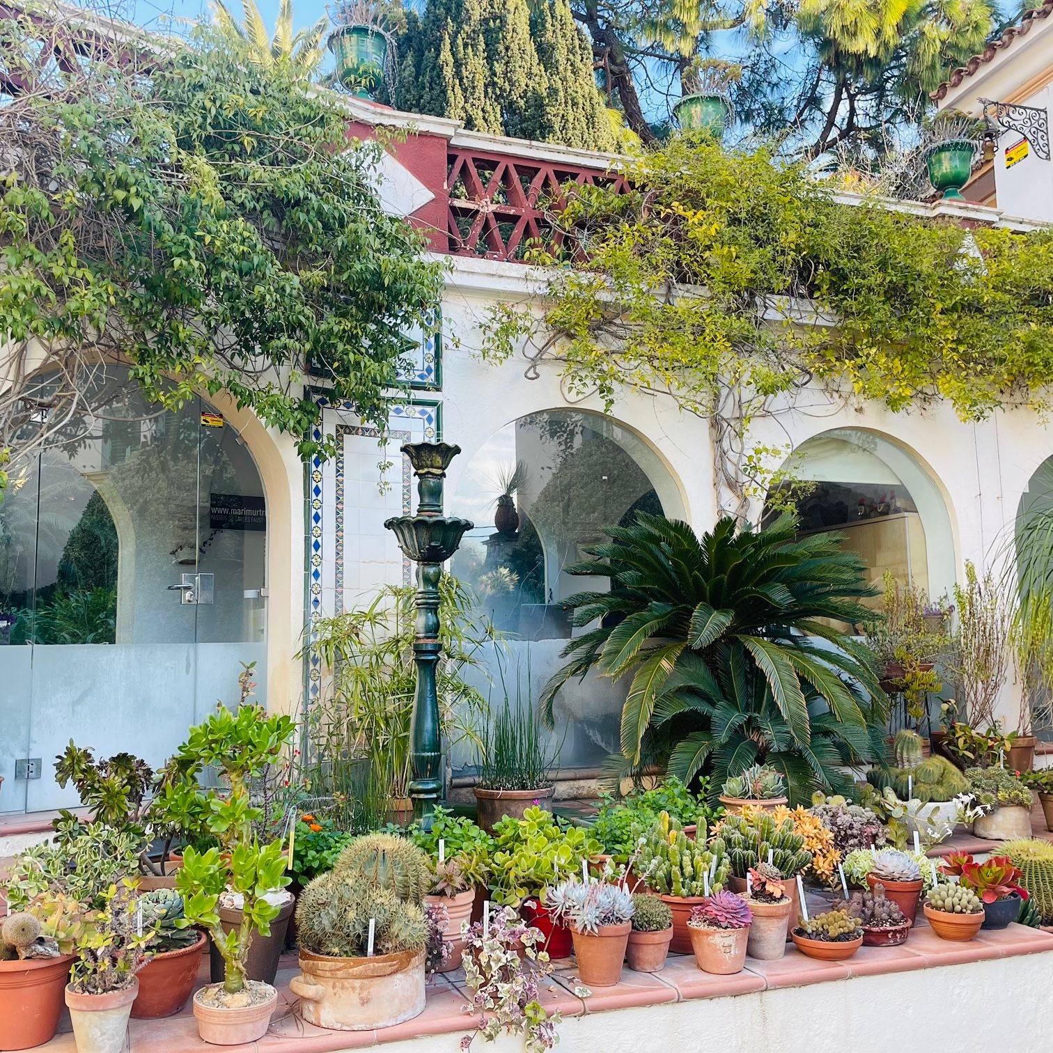 Peut être une image de agave