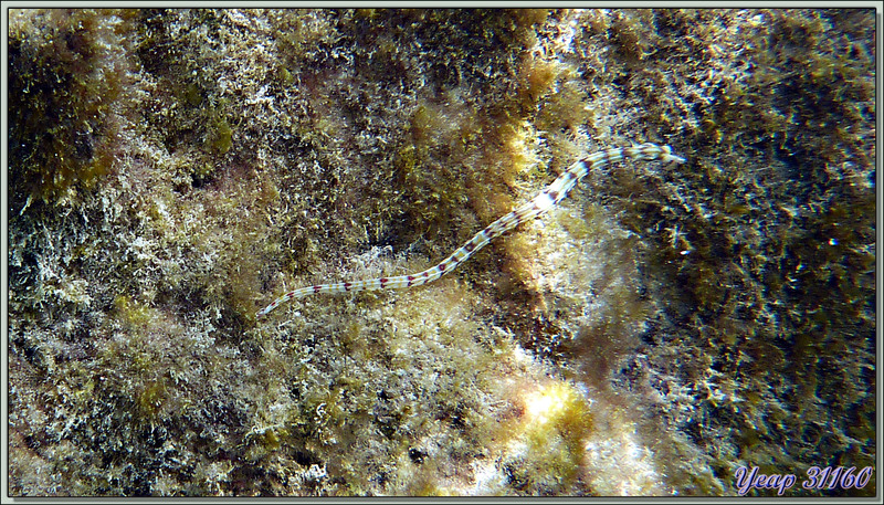 Syngnathe à réseaux ou poisson-aiguille jaune (Corythoichthys flavofasciatus) - Anse de Port Launay - Mahé - Seychelles