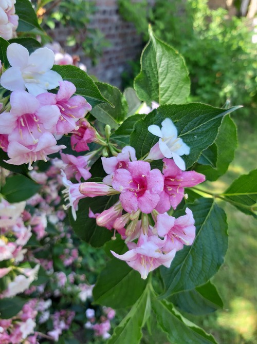 Des fleurs, jolies fleurs