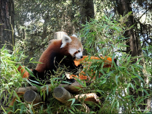 Photos des Pandas Roux du Zoo de la Palmyre