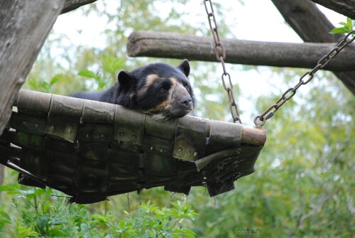 L'ours à lunettes.