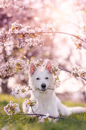 mode fashion dogs cherry blossoms