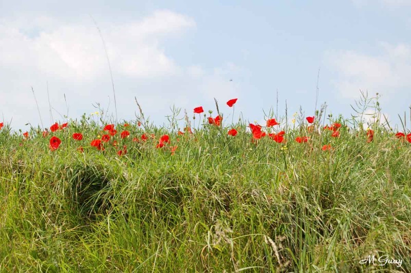 coquelicots-7239.jpg