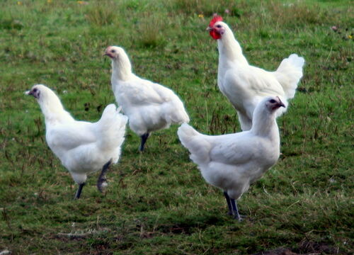 Quelle race de poule choisir?