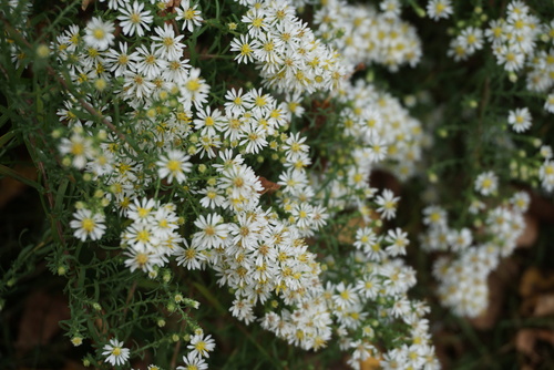 Troc aux plantes chez Valérie