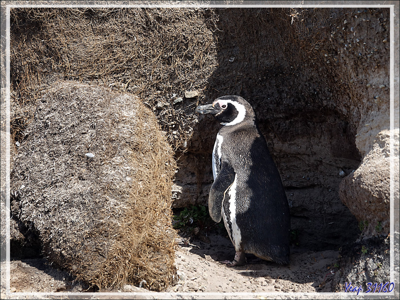 Manchot de Magellan, Magellanic Penguin (Spheniscus magellanicus) - The Neck (Le Détroit) - Saunders Island - Falkland (Malvinas, Malouines) - Grande-Bretagne
