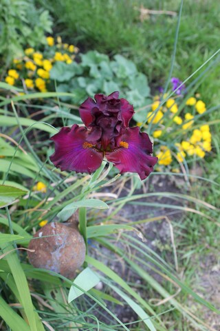 iris Red skies de Ghio 2006