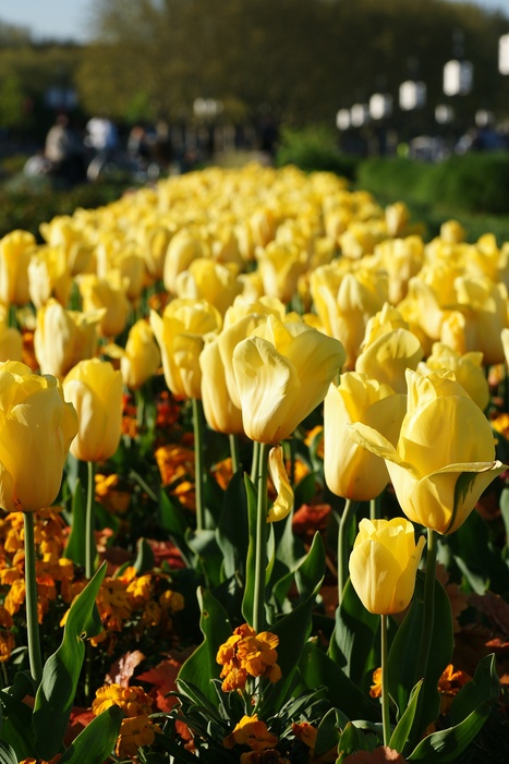 tulipes jaunes
