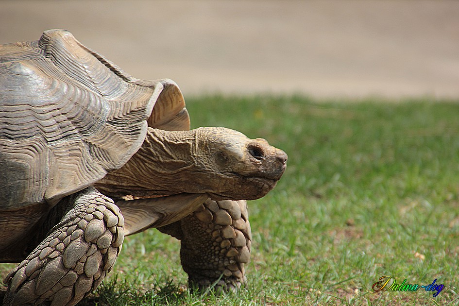 tortue " la Palmyre"