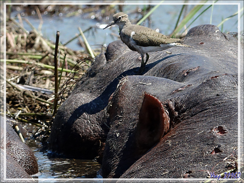 Bain de boue pour les hippopotames avec les profiteurs de l'aubaine : les Jacanas dorés et les Chevaliers Guignettes - Safari nautique - Parc National de Chobe - Botswana