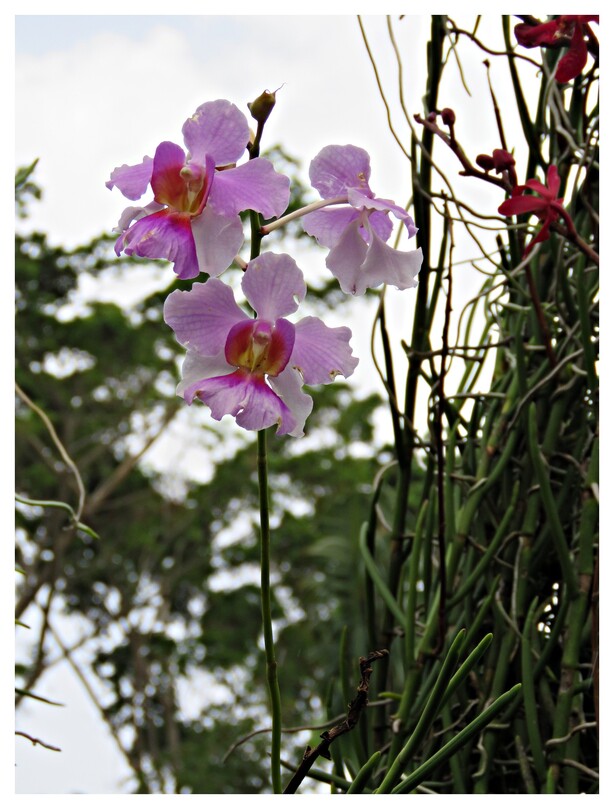 GUADELOUPE LES ORCHIDEES  No4