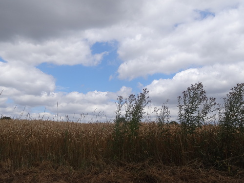 du champ de blé aux moissons